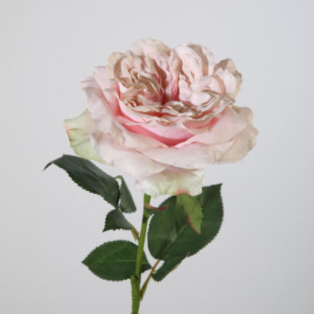 oud roze roos