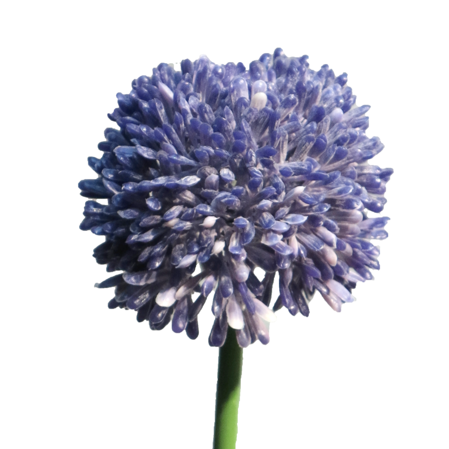 Allium bloembol