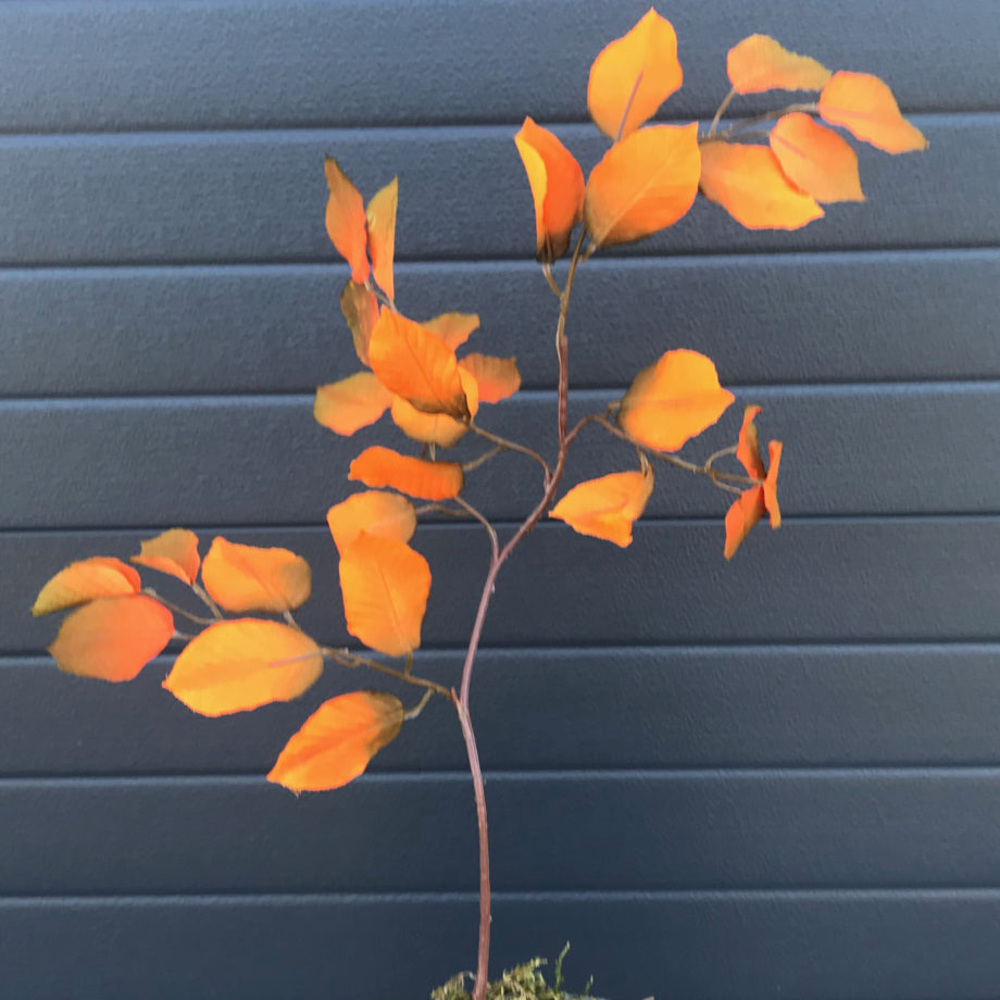oranje herfst blad