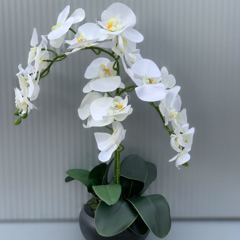 Phalaenopsis kunst