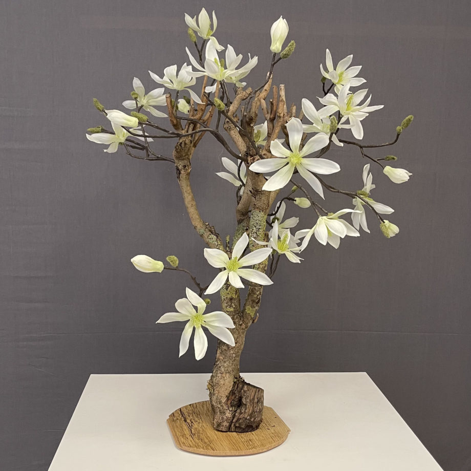 Witte Magnolia