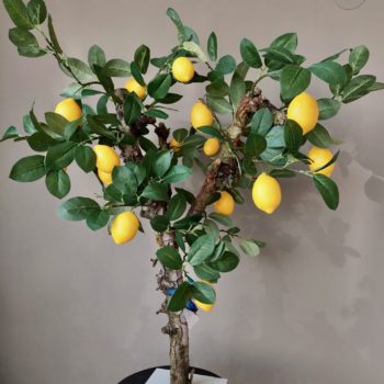 citroen boom