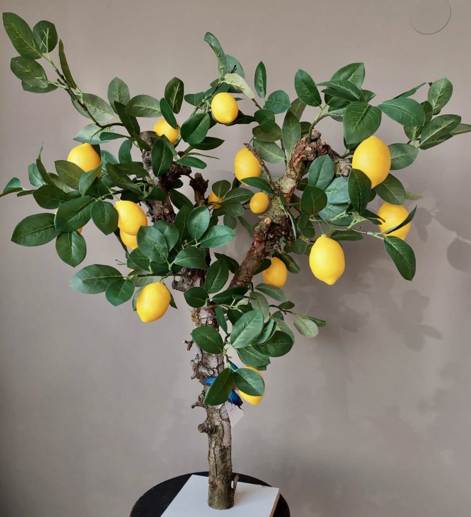 citroen boom