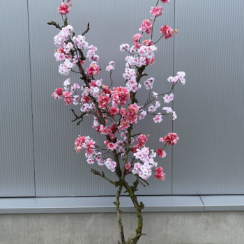 roze bloesemboom