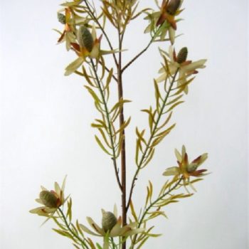 leucadendron