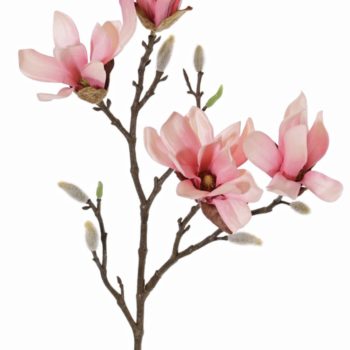 magnolia kunsttak