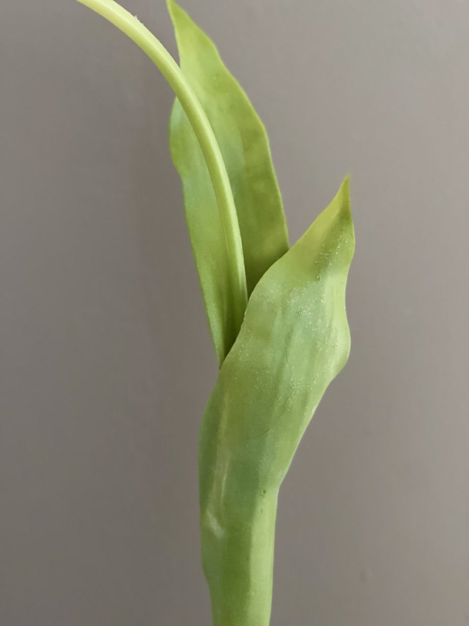 Witte tulp