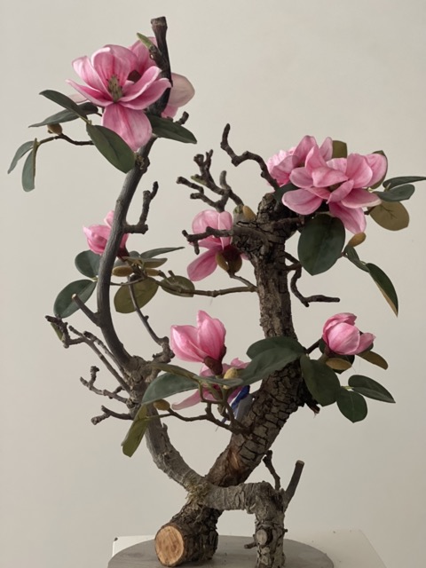 Magnolia Felroze